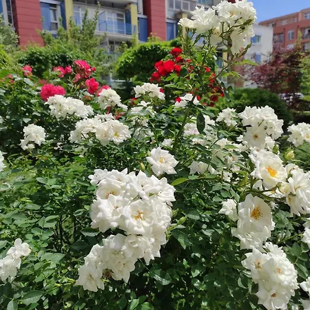 Aparthotel Amara Sunny Sluneční pobřeží