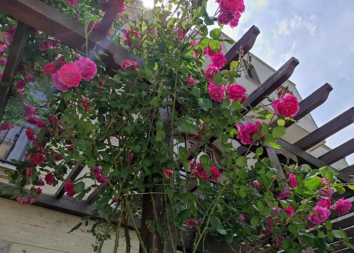 Amara Sunny 3* 阳光海滩