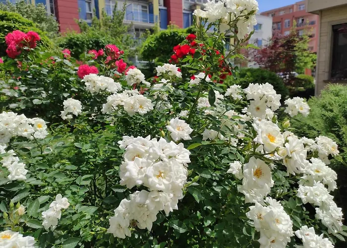 아파트호텔 Amara Sunny 써니비치